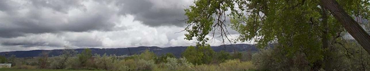 Tree against cloudy sky