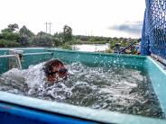 River Fest Dunk Tank