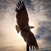 Close up with wing span